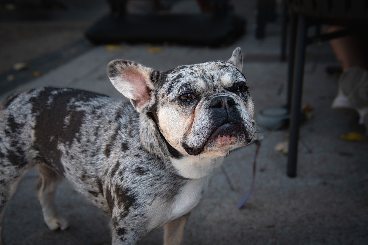 The Affectionate Traits of the American Bulldog